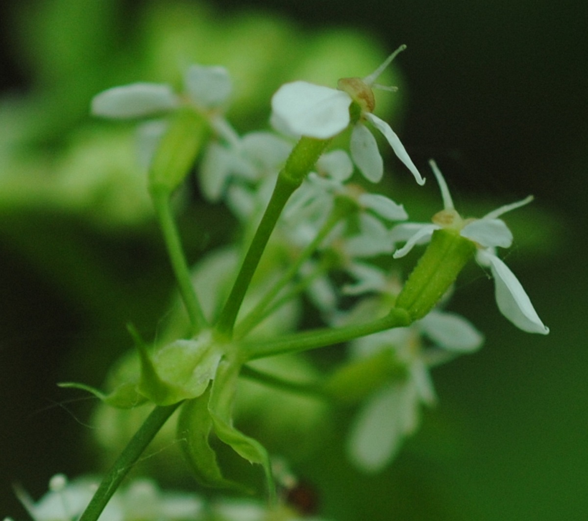 Chaerophylum?