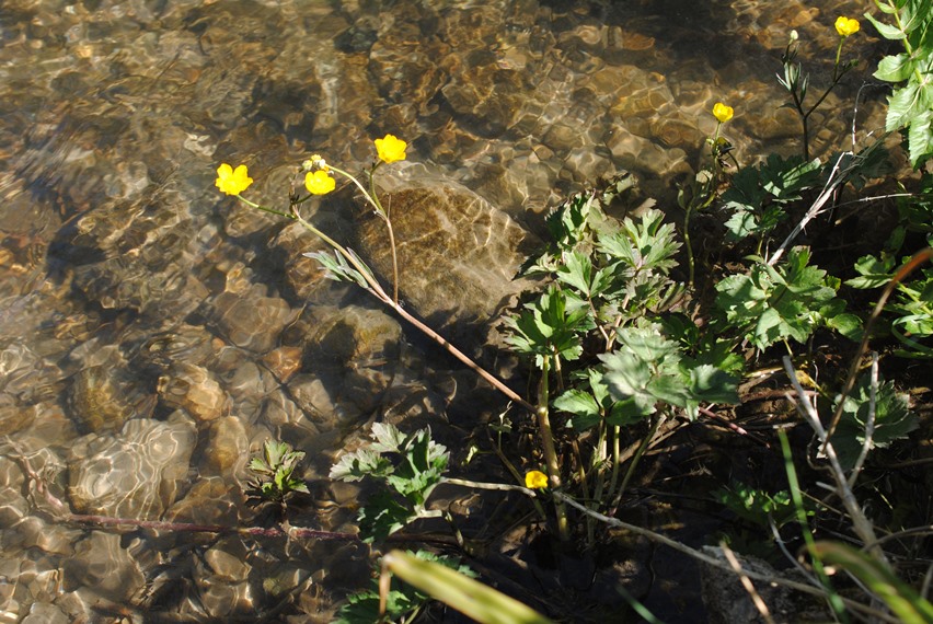 Ranunculus?
