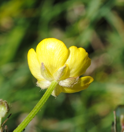 Ranunculus?