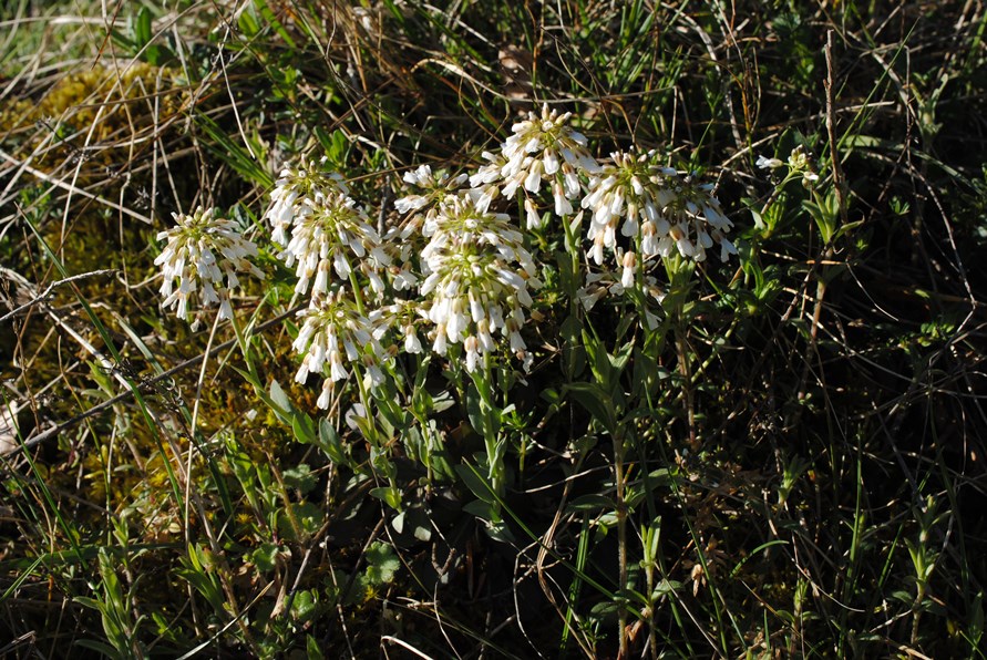 Thlaspi praecox?