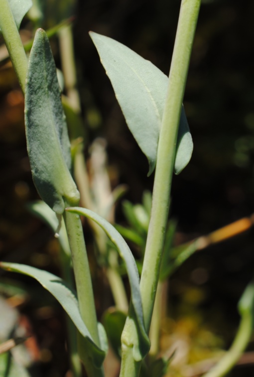 Thlaspi praecox?