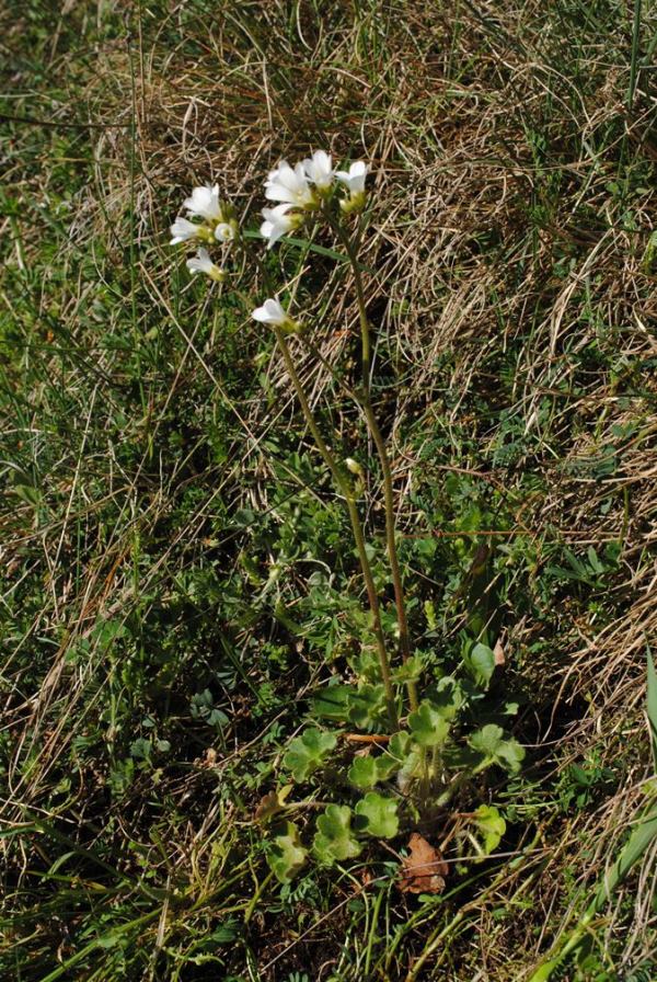 Saxifraga granulata?