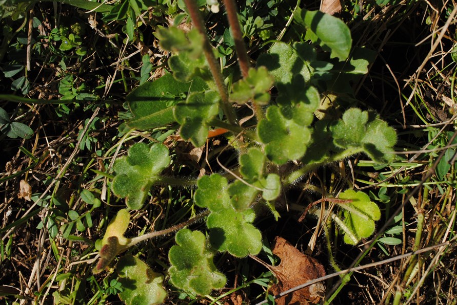 Saxifraga granulata?