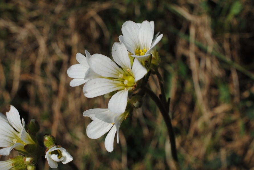 Saxifraga granulata?