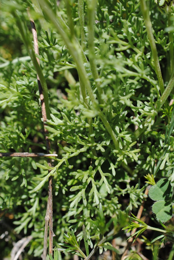 Anthemis?
