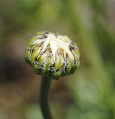 Anthemis?