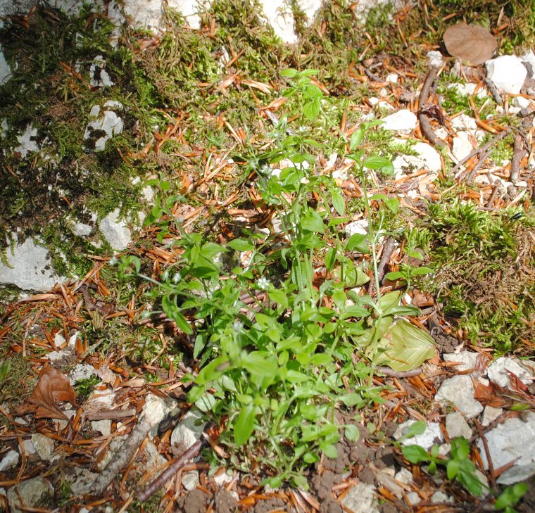 Moehringia? - Moehringia cfr. trinervia