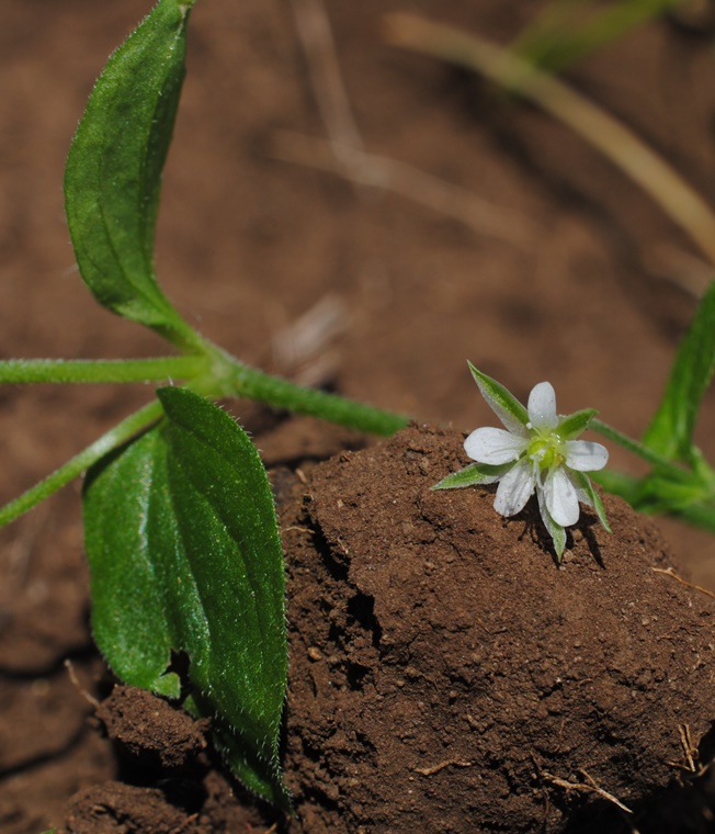 Moehringia? - Moehringia cfr. trinervia