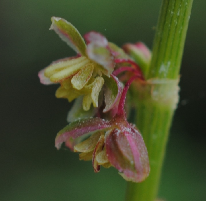 Rumex acetosa