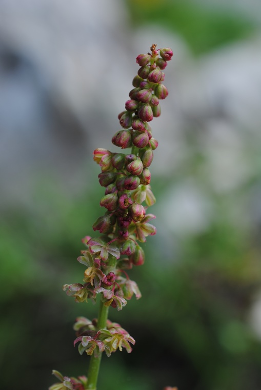 Rumex acetosa