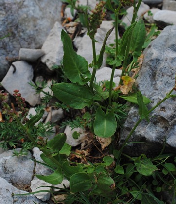 Rumex acetosa