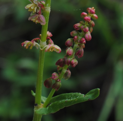 Rumex acetosa