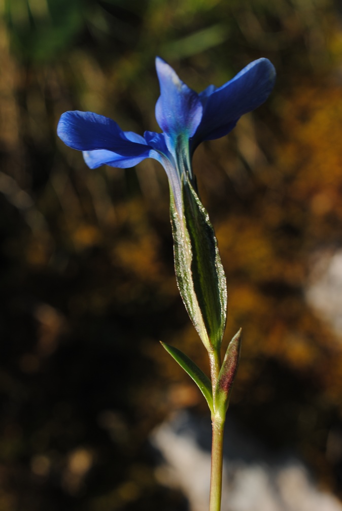 Gentiana verna?