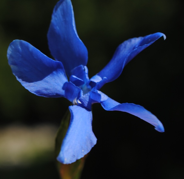 Gentiana verna?