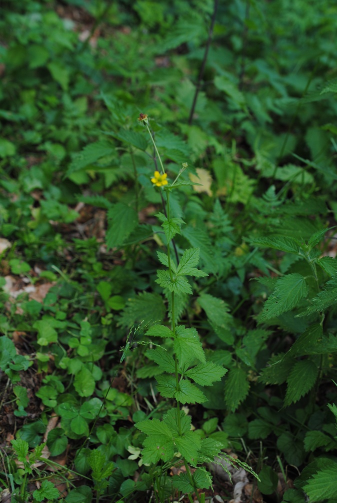 Ovviamente..Geum urbanum