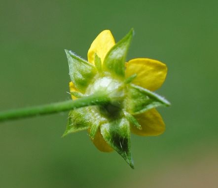 Ovviamente..Geum urbanum