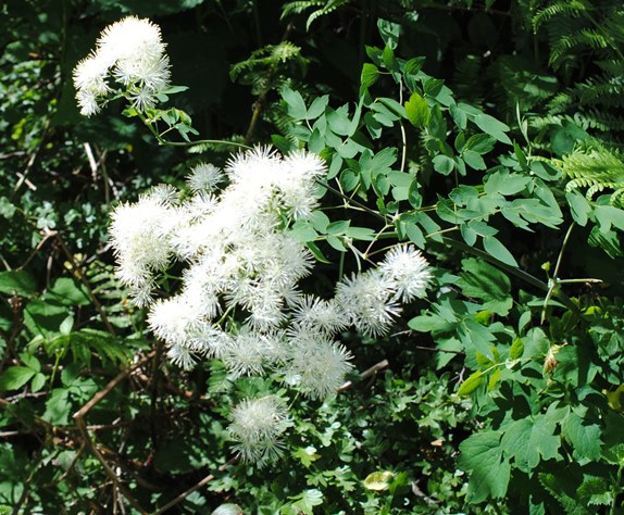 Thalictrum aquilegiifolium (Ranunculaceae)