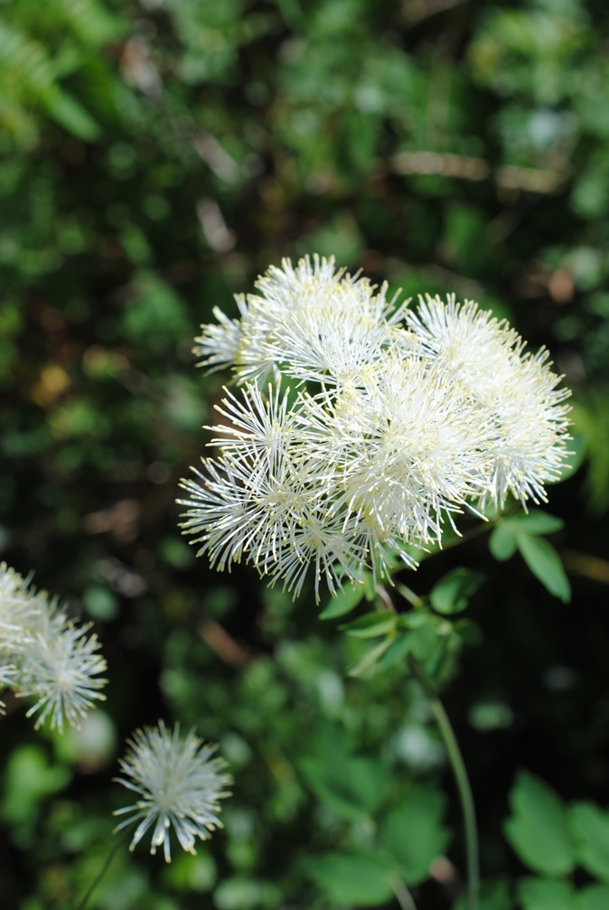 Thalictrum aquilegiifolium (Ranunculaceae)
