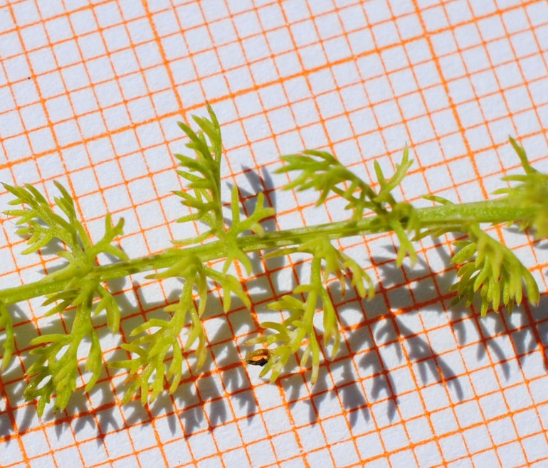 Thapsia asclepium (=Elaeoselinum asclepium) / Eleoselino