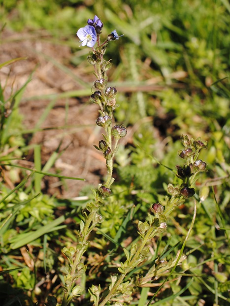 Veronica serpyllifolia