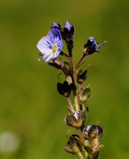 Veronica serpyllifolia