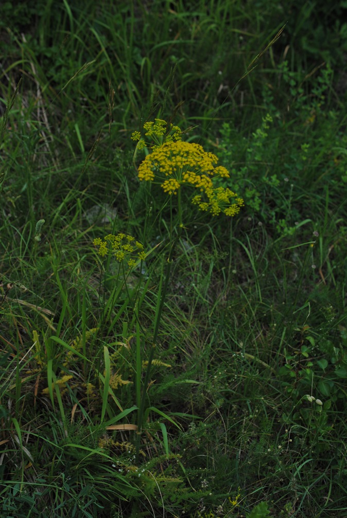Thapsia asclepium (=Elaeoselinum asclepium) / Eleoselino