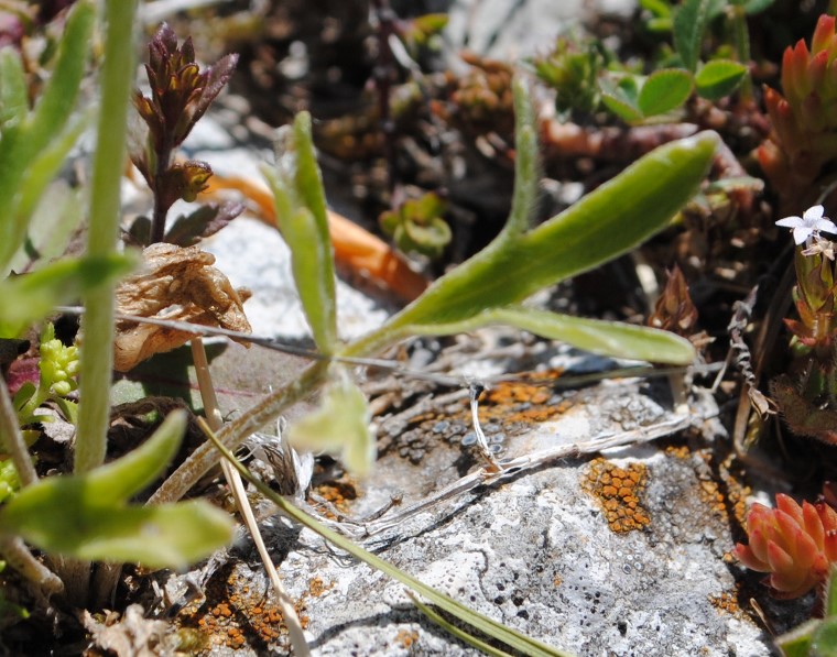 Ranunculus monspeliacus o illyricus ?