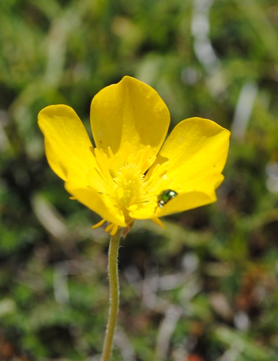 Ranunculus monspeliacus o illyricus ?
