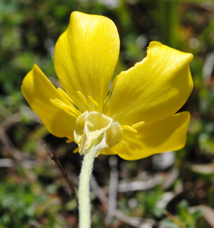 Ranunculus monspeliacus o illyricus ?