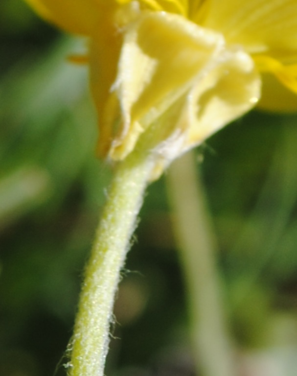 Ranunculus monspeliacus o illyricus ?