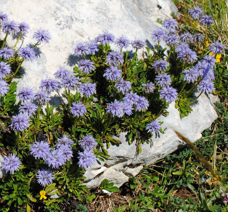 Monte Greco dall''Aremogna, 25 giugno 2017