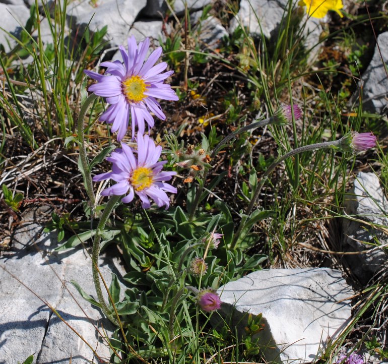 Monte Greco dall''Aremogna, 25 giugno 2017