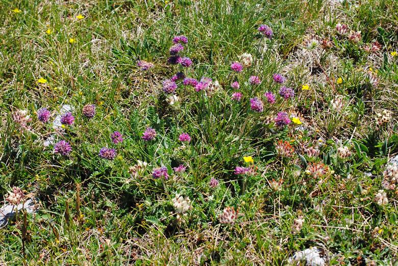 Monte Greco dall''Aremogna, 25 giugno 2017