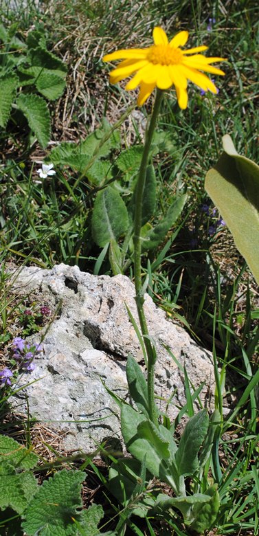 Monte Greco dall''Aremogna, 25 giugno 2017