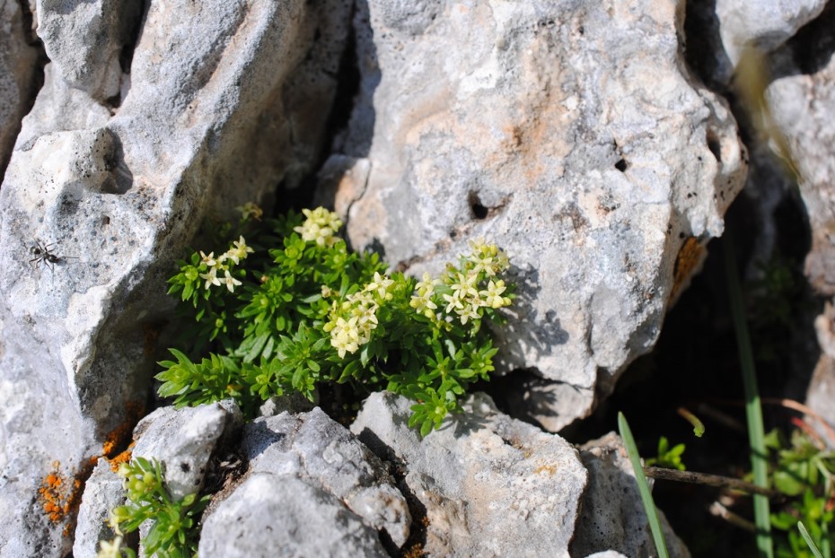 Monte Greco dall''Aremogna, 25 giugno 2017