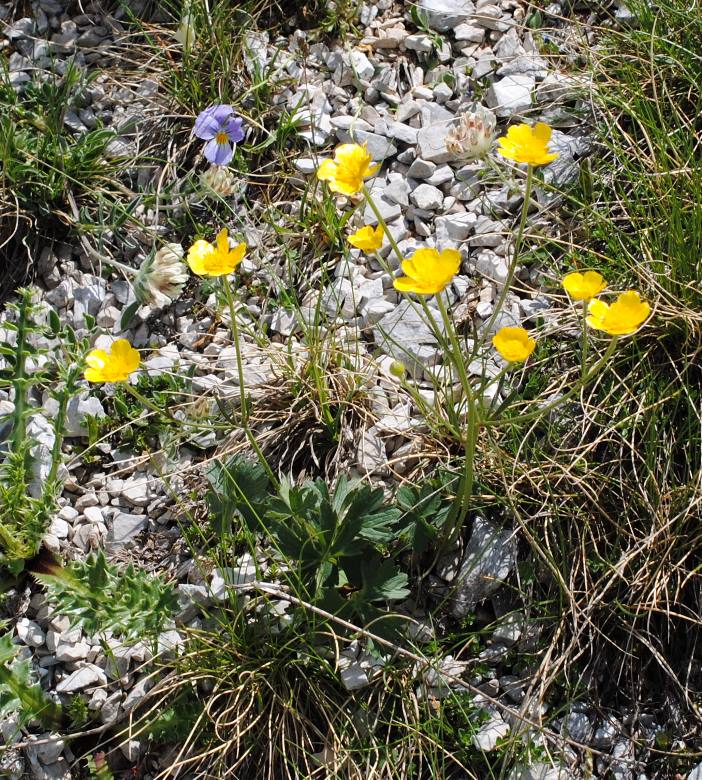 Monte Greco dall''Aremogna, 25 giugno 2017