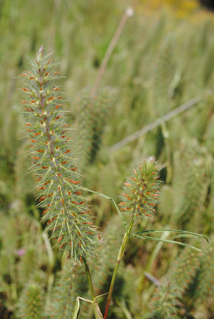 Trifolium angustifolium (Fabaceae)