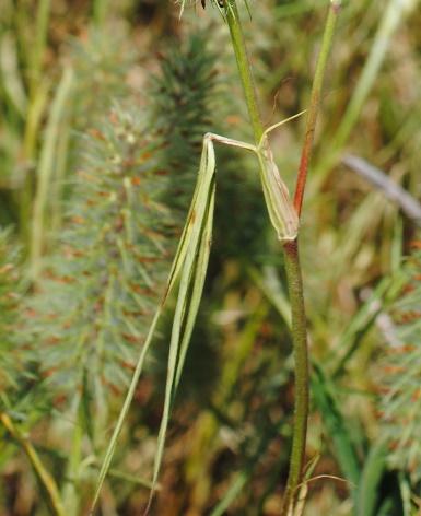 Trifolium angustifolium (Fabaceae)
