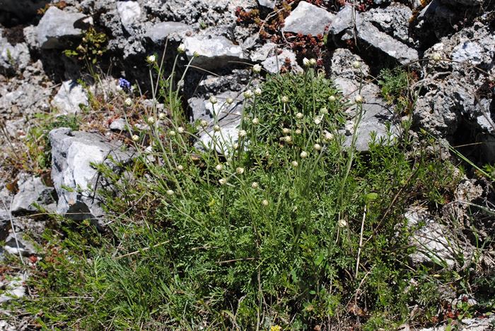 Anthemis cretica / Camomilla montana