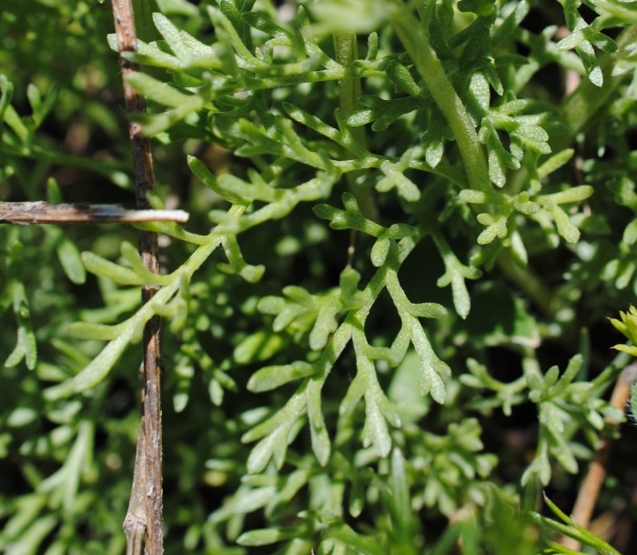 Anthemis cretica / Camomilla montana