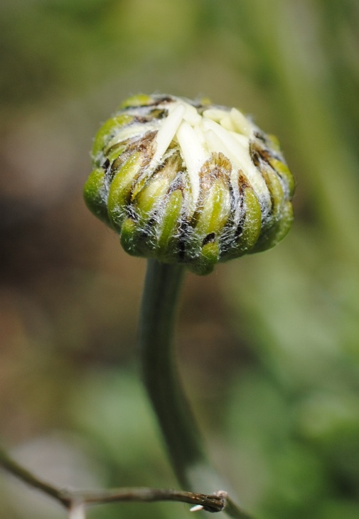 Anthemis cretica / Camomilla montana