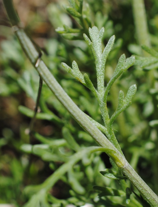 Anthemis cretica / Camomilla montana