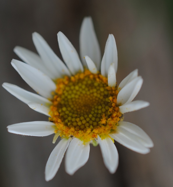 Anthemis cretica / Camomilla montana