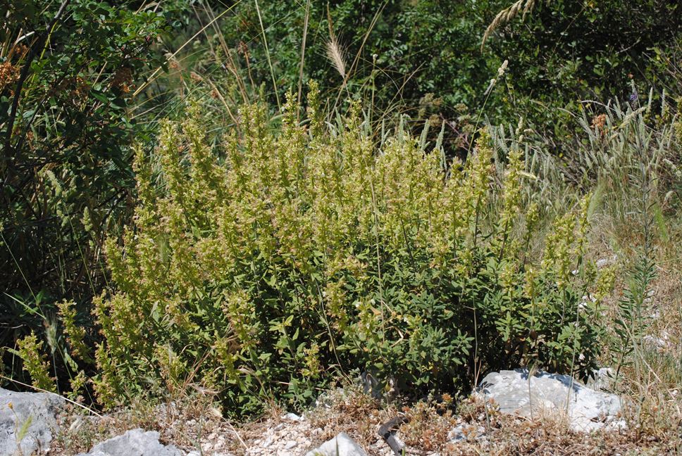 Teucrium flavum subsp. flavum