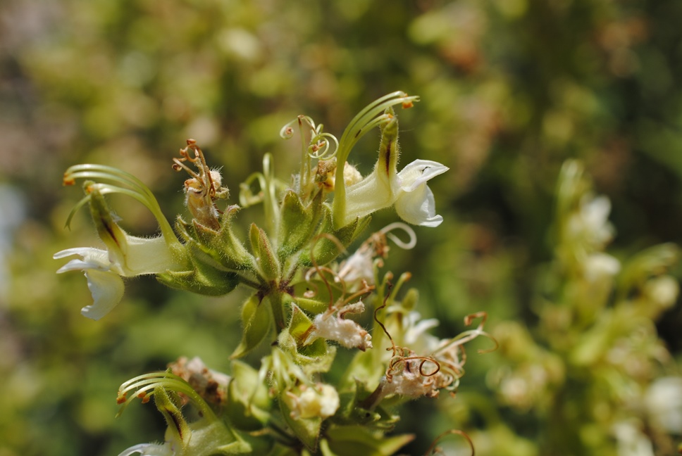 Teucrium flavum subsp. flavum