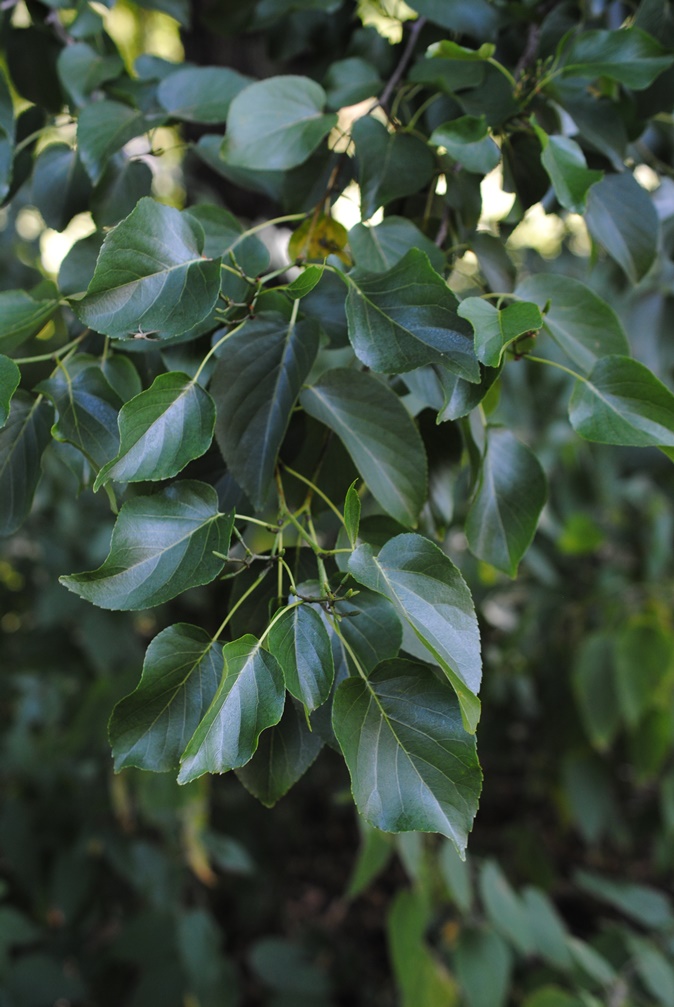 Alnus cordata