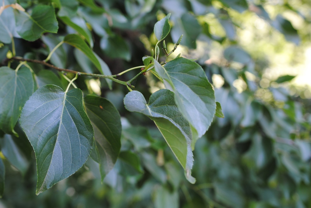 Alnus cordata