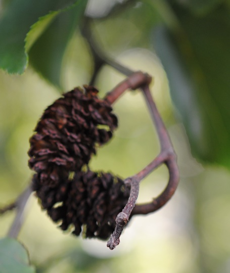 Alnus cordata