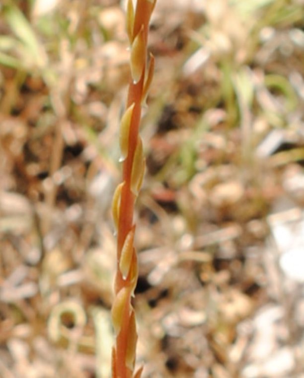 Petrosedum rupestre (=Sedum rupestre) / Borracina rupestre