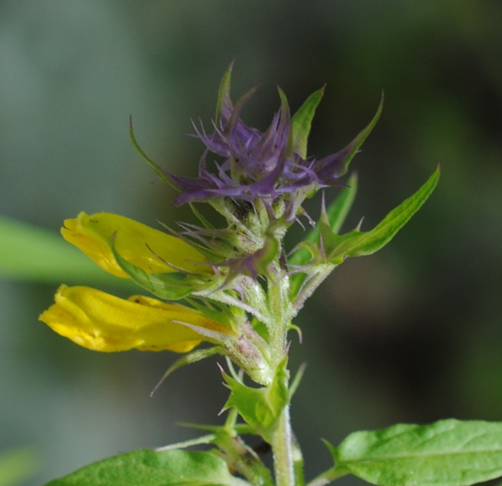 Melampyrum italicum?